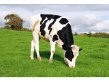 Verse melk uit Gouda