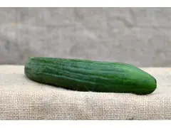 Bio Komkommer