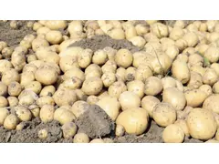 Nieuwe oogst aardappelen