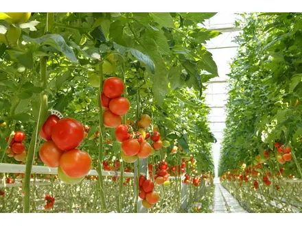 Tomaten