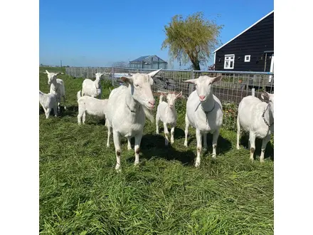Geitenyoghurt 