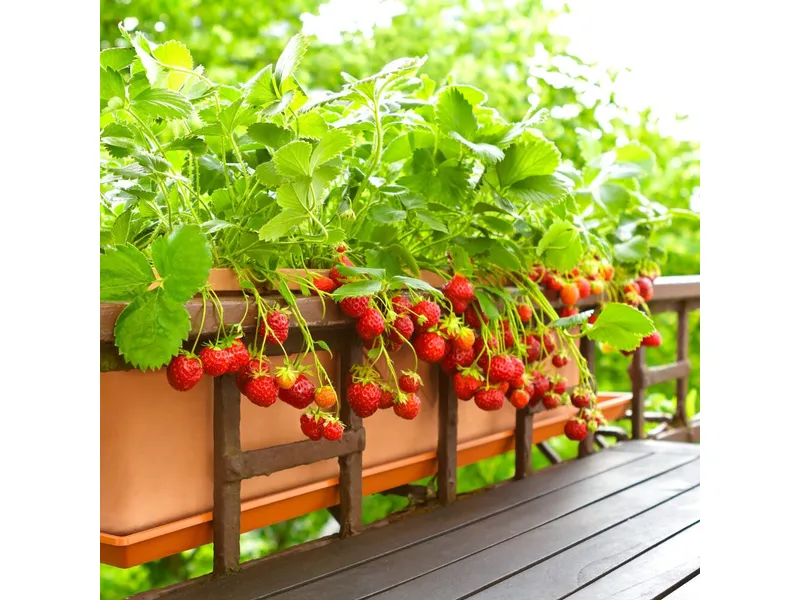 Aardbei