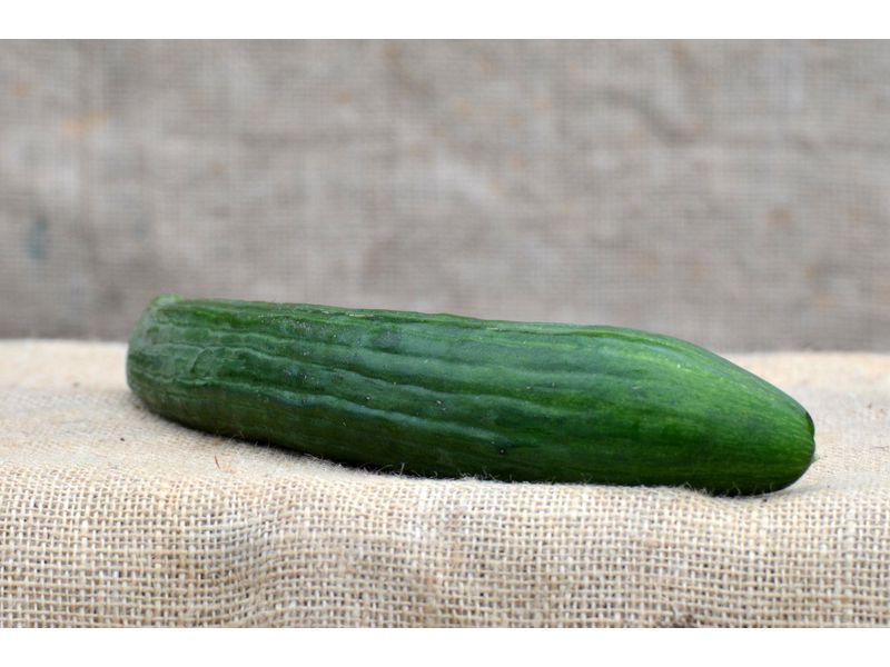 Bio Komkommer
