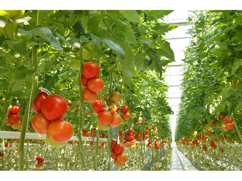 Tomaten