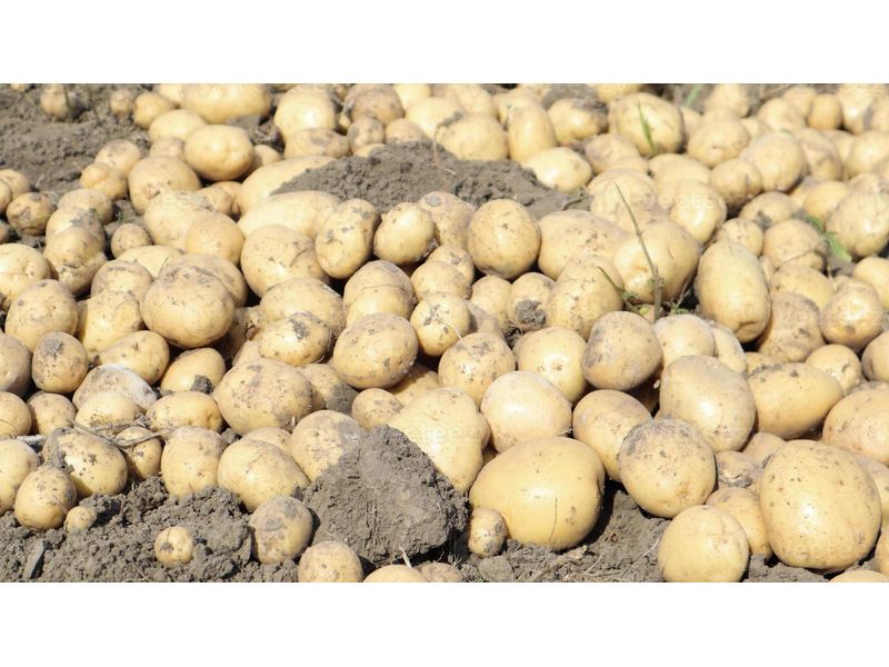 Nieuwe oogst aardappelen