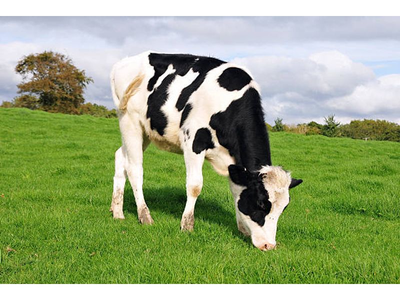 Verse melk uit Gouda