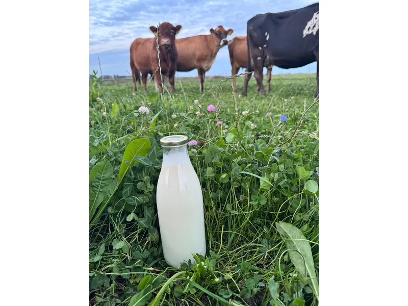 Verse melk uit Gouda