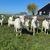 gerenpatries@live.nl